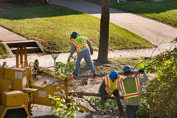 How Our Tree Care Process Works  in  Falls City, OR